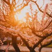 ヒメ日記 2026/02/02 21:35 投稿 せな 花夫人