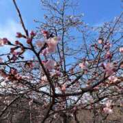 ヒメ日記 2025/03/19 17:06 投稿 ゆか 埼玉熊谷ちゃんこ