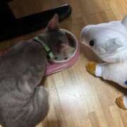 ヒメ日記 2025/07/17 12:36 投稿 ふたば ZERO-i