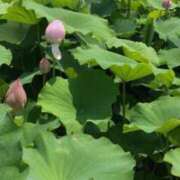 ヒメ日記 2026/07/20 12:46 投稿 ふたば ZERO-i