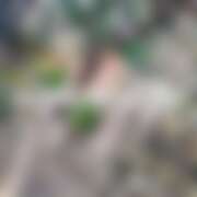 ヒメ日記 2026/03/15 05:39 投稿 わかば エンジェルシリカ