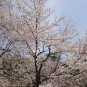 ヒメ日記 2025/04/11 12:40 投稿 みなみ 奥鉄オクテツ大阪