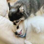 ヒメ日記 2025/05/03 13:47 投稿 まお 水戸人妻花壇