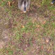 ヒメ日記 2025/08/01 17:49 投稿 まお 水戸人妻花壇