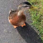 ヒメ日記 2025/08/02 17:11 投稿 まお 水戸人妻花壇