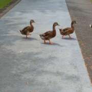 ヒメ日記 2025/08/06 14:12 投稿 まお 水戸人妻花壇