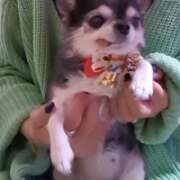 ヒメ日記 2025/12/24 18:10 投稿 まお 水戸人妻花壇