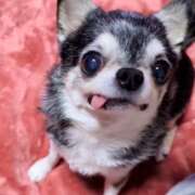 ヒメ日記 2026/03/03 16:16 投稿 まお 水戸人妻花壇