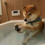 ヒメ日記 2026/03/27 13:52 投稿 まお 水戸人妻花壇