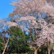 ヒメ日記 2026/04/05 10:11 投稿 まお 水戸人妻花壇