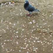 ヒメ日記 2026/04/09 15:15 投稿 まお 水戸人妻花壇