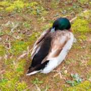 ヒメ日記 2026/04/09 15:28 投稿 まお 水戸人妻花壇