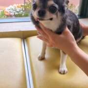 ヒメ日記 2026/04/13 17:06 投稿 まお 水戸人妻花壇