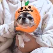 まお きょうの🐶わんこ🐾 水戸人妻花壇