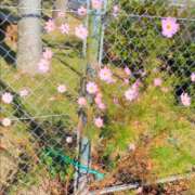 ヒメ日記 2026/10/21 08:03 投稿 まお 水戸人妻花壇