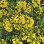 ヒメ日記 2025/03/26 08:56 投稿 岩崎あや 五十路マダム愛されたい熟女たち 福山店(カサブランカグループ)