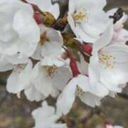 ヒメ日記 2025/04/01 19:08 投稿 岩崎あや 五十路マダム愛されたい熟女たち 福山店(カサブランカグループ)