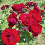 ヒメ日記 2025/05/19 22:44 投稿 岩崎あや 五十路マダム愛されたい熟女たち 福山店(カサブランカグループ)