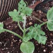 ヒメ日記 2025/06/04 09:34 投稿 岩崎あや 五十路マダム愛されたい熟女たち 福山店(カサブランカグループ)