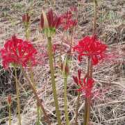 ヒメ日記 2025/09/19 10:46 投稿 岩崎あや 五十路マダム愛されたい熟女たち 福山店(カサブランカグループ)