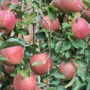 ヒメ日記 2025/10/24 08:58 投稿 岩崎あや 五十路マダム愛されたい熟女たち 福山店(カサブランカグループ)