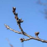 ヒメ日記 2025/03/10 10:01 投稿 粧子 夢ごろも