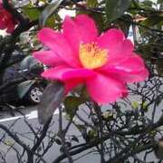 ヒメ日記 2025/03/15 09:44 投稿 粧子 夢ごろも