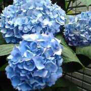 ヒメ日記 2025/06/23 23:15 投稿 粧子 夢ごろも