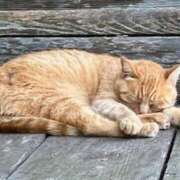 ヒメ日記 2025/07/03 11:31 投稿 粧子 夢ごろも