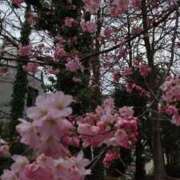 ヒメ日記 2025/05/01 09:34 投稿 葵 夢ごろも