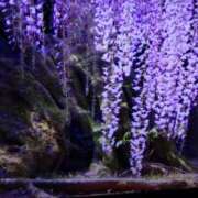 ヒメ日記 2025/05/07 11:23 投稿 葵 夢ごろも