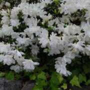 ヒメ日記 2025/05/11 09:54 投稿 葵 夢ごろも