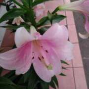 ヒメ日記 2025/06/11 11:52 投稿 葵 夢ごろも