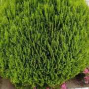 ヒメ日記 2025/06/16 10:30 投稿 葵 夢ごろも