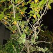 ヒメ日記 2025/11/01 10:11 投稿 葵 夢ごろも