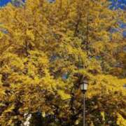 ヒメ日記 2025/11/15 11:33 投稿 葵 夢ごろも