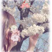 ヒメ日記 2025/04/12 14:04 投稿 美波結羽 五十路マダム富山店(カサブランカグループ)