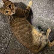 ヒメ日記 2025/08/17 21:40 投稿 河谷麻美 五十路マダム愛されたい熟女たち 福山店(カサブランカグループ)