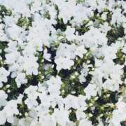 ヒメ日記 2025/05/01 13:03 投稿 村上 誘惑マル秘ミセス