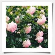 ヒメ日記 2025/05/11 18:45 投稿 村上 誘惑マル秘ミセス