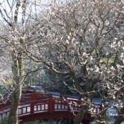 ヒメ日記 2025/03/31 19:37 投稿 戸川 あなたに逢いたくて