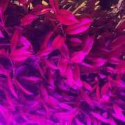 ヒメ日記 2026/03/27 01:55 投稿 戸川 あなたに逢いたくて