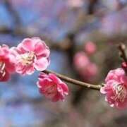 ヒメ日記 2026/04/02 19:47 投稿 戸川 あなたに逢いたくて