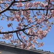 ヒメ日記 2025/03/23 07:57 投稿 白砂-しらす 熟女10000円デリヘル 川崎