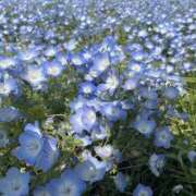 ヒメ日記 2025/05/14 01:30 投稿 白砂-しらす 熟女10000円デリヘル 川崎