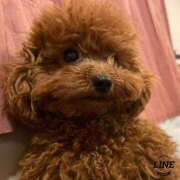 ヒメ日記 2025/05/14 05:00 投稿 白砂-しらす 熟女10000円デリヘル 川崎