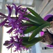 ヒメ日記 2025/03/21 07:10 投稿 ゆう 奥様はエンジェル　立川店