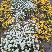 ヒメ日記 2025/09/24 07:24 投稿 春田和佳奈 五十路マダム富山店(カサブランカグループ)