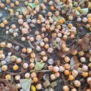 ヒメ日記 2025/09/27 20:46 投稿 春田和佳奈 五十路マダム富山店(カサブランカグループ)