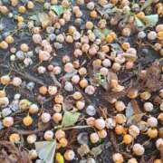 ヒメ日記 2025/11/18 17:06 投稿 春田和佳奈 五十路マダム富山店(カサブランカグループ)